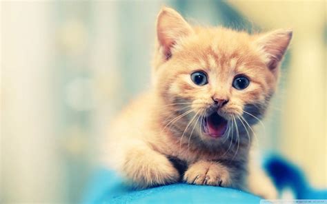 Scary Animals Android Wallpapers - Wallpaper Cave