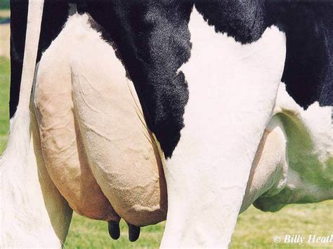 Cow Udder Realagriculture