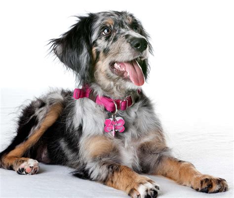 Not a great dog for apartment living, the aussie enjoys roaming free and having a job to do. Aussiedoodle Dog Breed » Australian Shepherd Poodle Mix