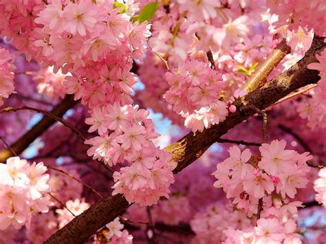 Cherry Blossoms Spring Hd Desktop Wallpaper Widescreen High