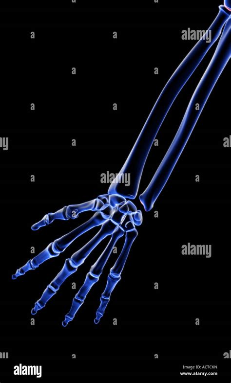 Los Huesos Del Antebrazo Fotografía De Stock Alamy