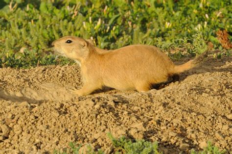 How To Get Rid Of Prairie Dogs Natures Defense