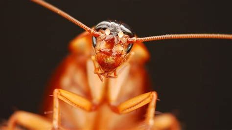 BBC Future Cockroaches The Insect We Re Programmed To Fear