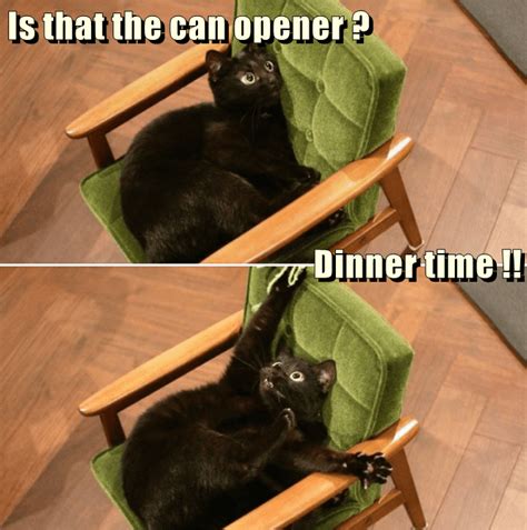 Dinner Time Lolcats Lol Cat Memes Funny Cats Funny Cat