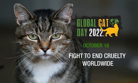 How You Can Defend Cats Today Global Cat Day 2022 Alley Cat Allies