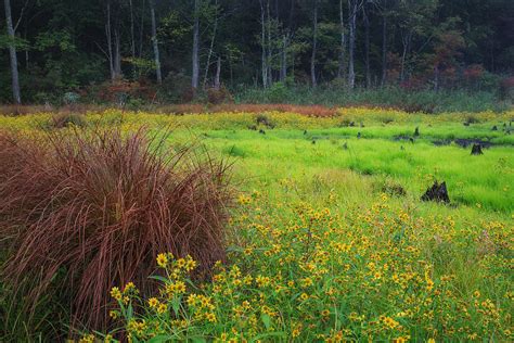 Autumn Grass Photograph By Bill Wakeley Fine Art America
