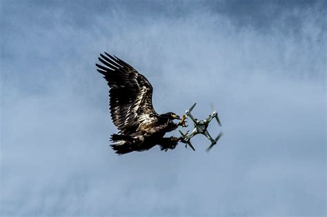 Falcon Images How Do Golden Eagles Kill Their Prey