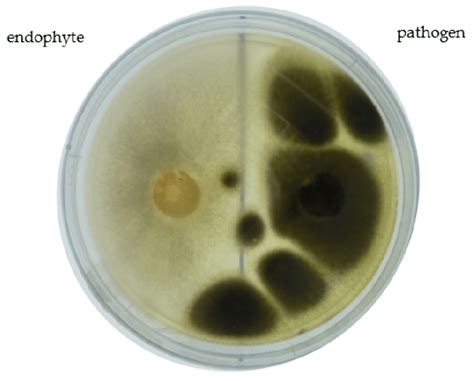 Fungal Endophyte With The Degree Of Antagonism Of Level 3 To