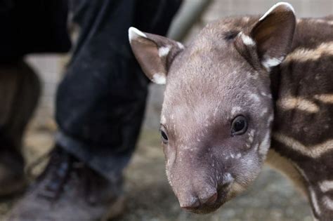 Adorable Photos Of Newquay Zoos Newest Arrival Cornwall Live