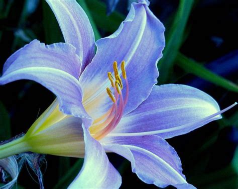 Blue Lily Lily Seeds Tiger Lily Flowers Day Lilies