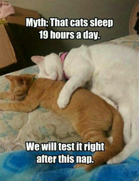 Nap Time Funny Cat Memes Funny Cat Videos Funny Cats Funny Animals
