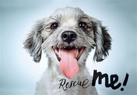 Some practices specialize in a type of pet patient care such as; Galleon - Rescue Me: Dog Adoption Portraits And Stories ...