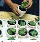 They've learned how to compete for survival all over the world. What Can you Learn From a Cactus? A Growth Mindset Close ...