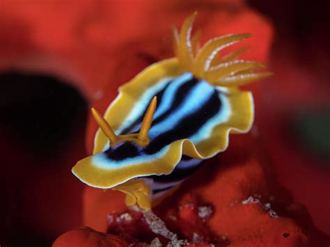 Red Sea Sea Slug Photograph By Nw Dive Girl Pamela Treischel Fine