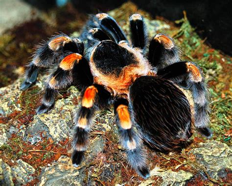Mexican Red Knee Tarantula Care The Herpetological Society Of Ireland