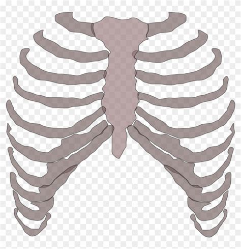 Are you searching for rib cage png images or vector? Download Rib Cage Png - Rib Cage Transparent Clipart Png ...