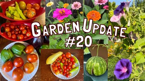 Garden Tour Update 20 - Bountiful Harvest, Vibrant Blooms and