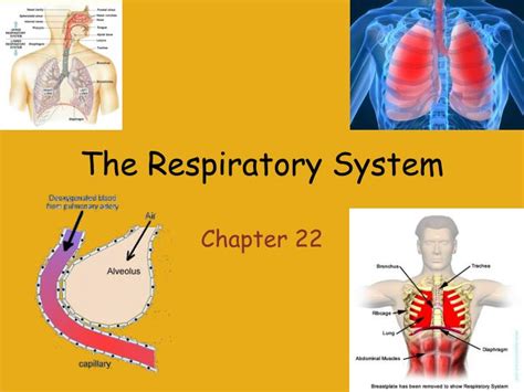 Respiratory System Powerpoint Templates Free Download Printable Templates