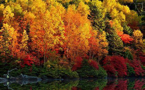 autumn-forest-by-the-lake-3-wallpaper-nature-wallpapers-45638