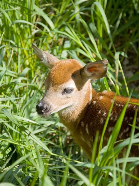 590 Newborn Whitetail Deer Fawn Photos Free And Royalty Free Stock