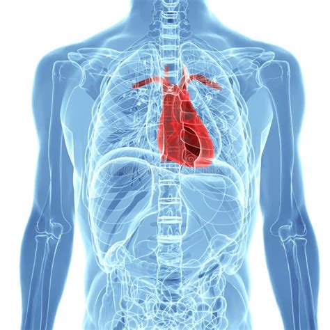 Human Heart Anatomy Royalty Free Stock Image Image 33626156