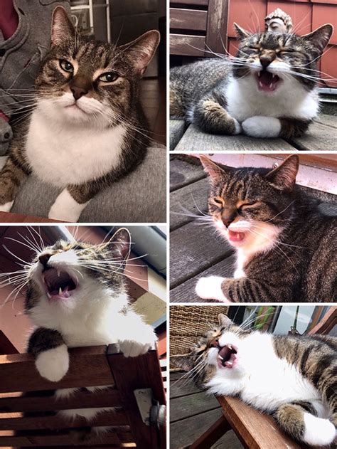 26 Fotos De Gatos Graciosos Que Parecen Sacados De Películas