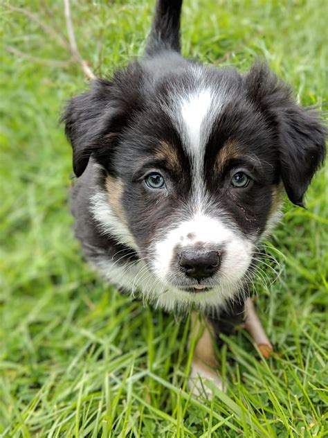 Meet Samwise The Border Collie Mix Here 7 Weeks Old Aww