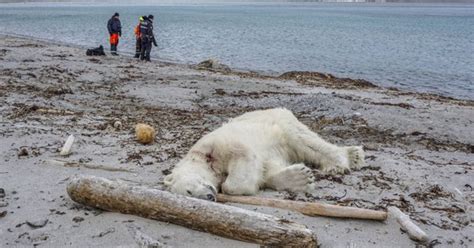 Polar Bear Shot To Death After Attacking Cruise Ship Guard Pulptastic