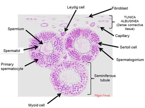 Testis Histology Diagram
