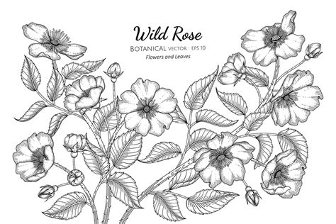 Wild Rose Flowers And Leaves Hand Drawn Botanical Illustration With