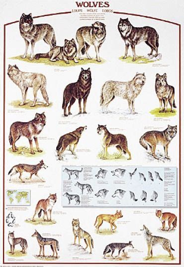 Types Of Wolves All Over The World Types Of Wolves Animals Wild
