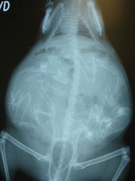 Pregnant Chinchilla Pregnant Cat X Ray Pregnant Dog