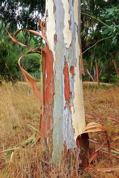 Colorful Eucalyptus Tree Bark 3 Photograph By Gill Billington Pixels