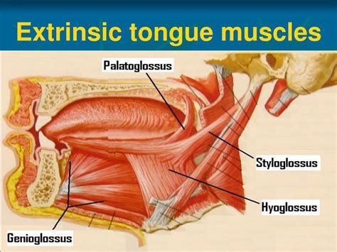 Diagram Diagram Of Tongue Muscles Mydiagramonline