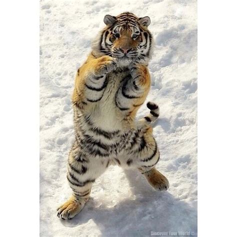 Psbattle Tiger Ready To Box Rphotoshopbattles