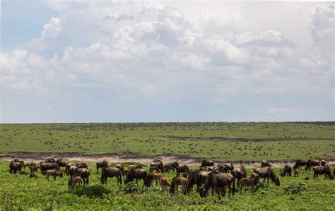 Serengeti National Park Travel Guide And Best Time