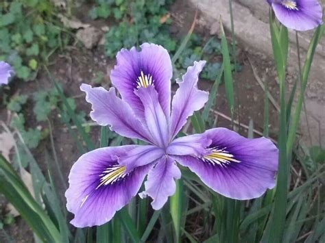 Handling plant may cause skin irritation or allergic reaction. Wild Iris | Wild iris, Flora, Plants
