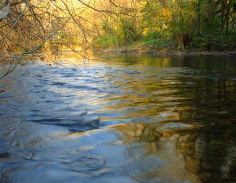 Free Images Tree Nature Creek Wilderness Hiking Sunlight