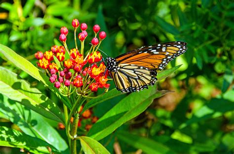 32,000+ vectors, stock photos & psd files. Monarch Butterfly Reserves in Mexico