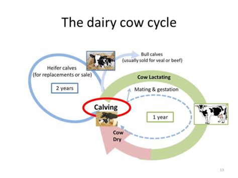 35 Dairy Cow Life Cyclenutritional Demands Flashcards Quizlet