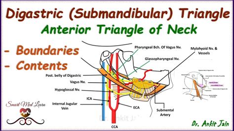 Digastric Submandibular Triangle Of Neck Anatomy Boundaries