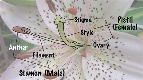 Male Or Female Plant Melinda Myers