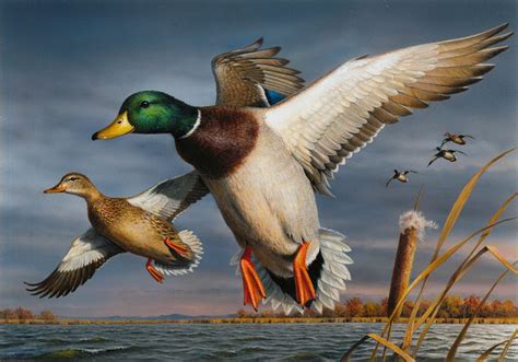 Amusing Monday Duck Paintings Help Support Wetland Conservation