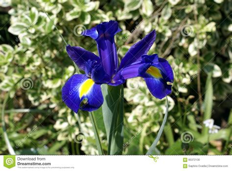 Iris Stock Photo Image Of Park Yellow Flower Blue 65372130