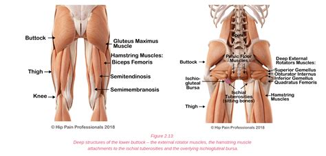 A tendon is a thick cord made up of tiny fibers that connect muscles to bones. Upper Leg Muscles And Tendons / Muscles and tendons of upper leg. - Ondeeacasa Wallpaper