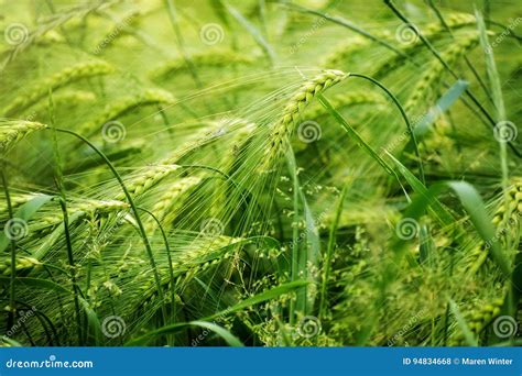 Green Barley Field Abstract Nature Background Concept For Agriculture