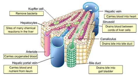 It is a large organ, with its major lobe occupying the right side of the abdomen below the diaphragm, while the narrower left lobe extends all the way across the abdomen to the left. BIOLOGY FORM 6: LIVER I