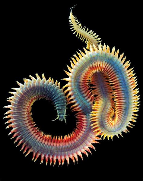 10 Weird Sea Creatures Design Soak Art And Design