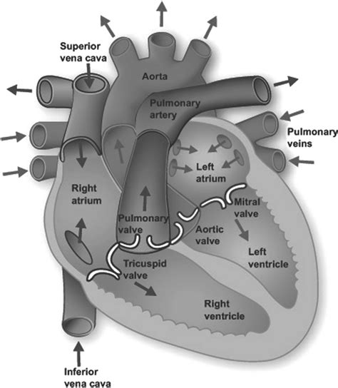 Human Heart Valves