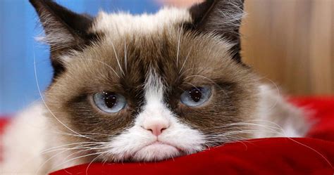 Grumpy Cat Internet Celebrity Meme Sensation And Movie Star Dies At 7